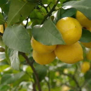 レモンの木　精油の説明