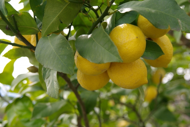 レモンの木　精油の説明