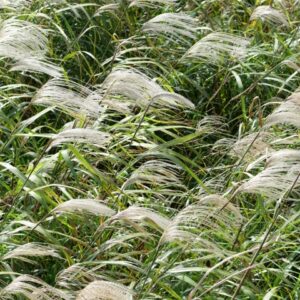 自然にそった生き方自己軸