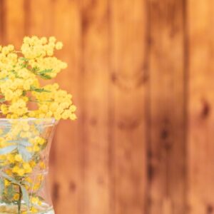 春の花ミモザ